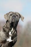 CANE CORSO 680